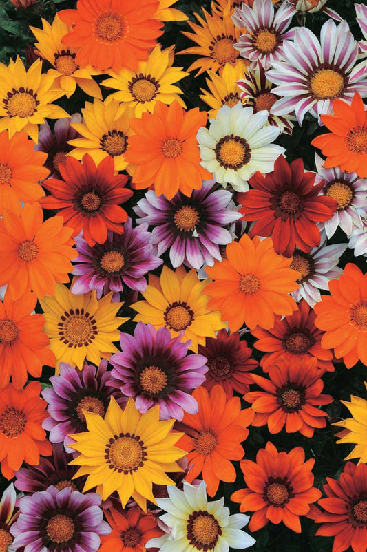 Gazania rigens New Day Mix