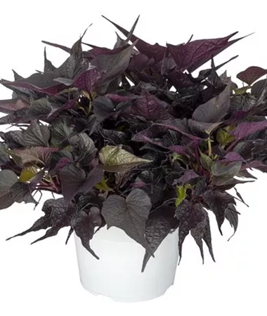 Ipomoea batatas Papas Black Maple