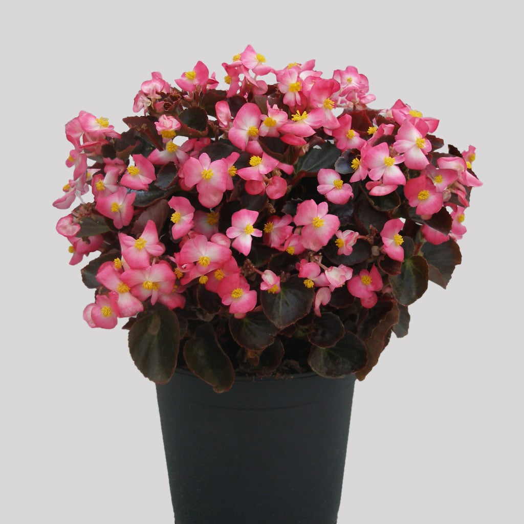 Begonia semperflorens Senator IQ Rose