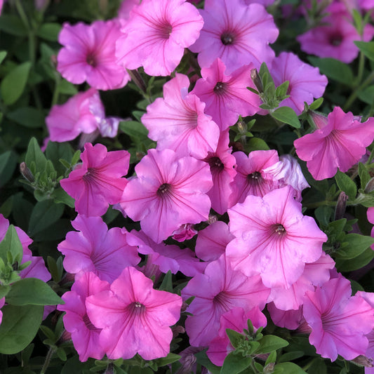 Petunia atkinsiana Vista Bubblegum