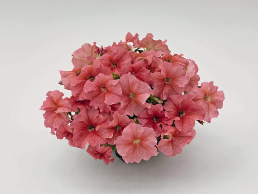 Petunia atkinsiana KUYAMBA Salmon