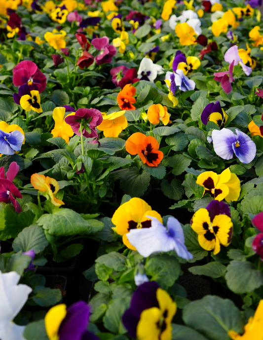 Viola wittrockiana Carneval Early Mix