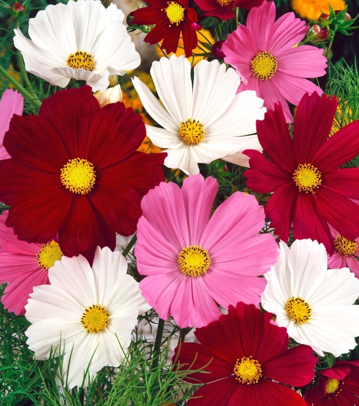 Cosmos bipinnatus Cosmini Mix