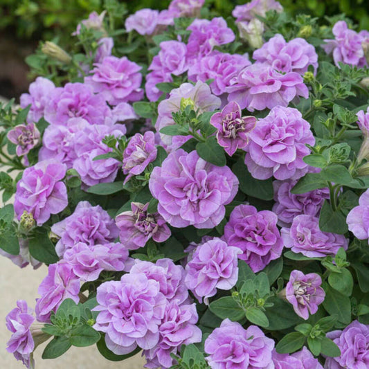 Petunia atkinsiana Sugar Candy