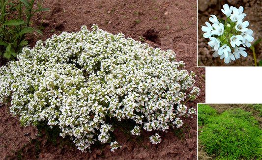 Marsili varajane 'Albiflora'