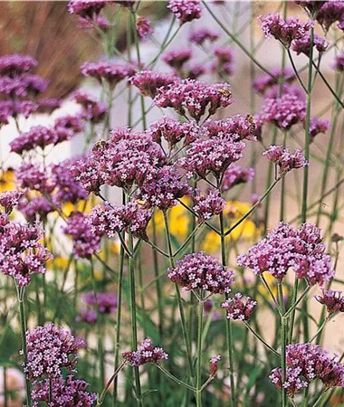 Verbena bonariensis Violetta
