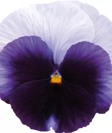 Viola wittrockiana Carneval Beaconsfield