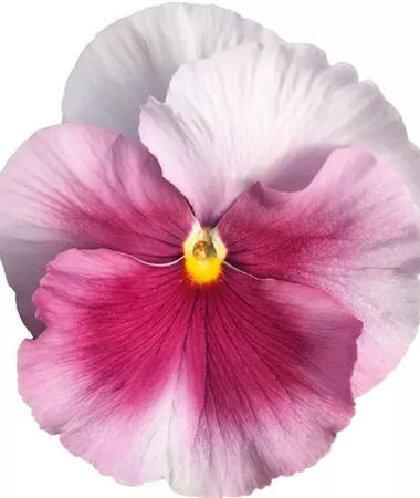 Viola wittrockiana Carneval Special Beacon Rose