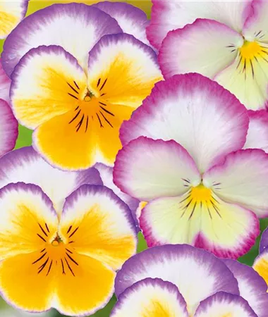 Viola wittrockiana Lubega Rose Picotee