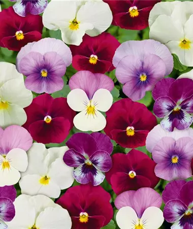 Viola cornuta Twix Rosy Mix