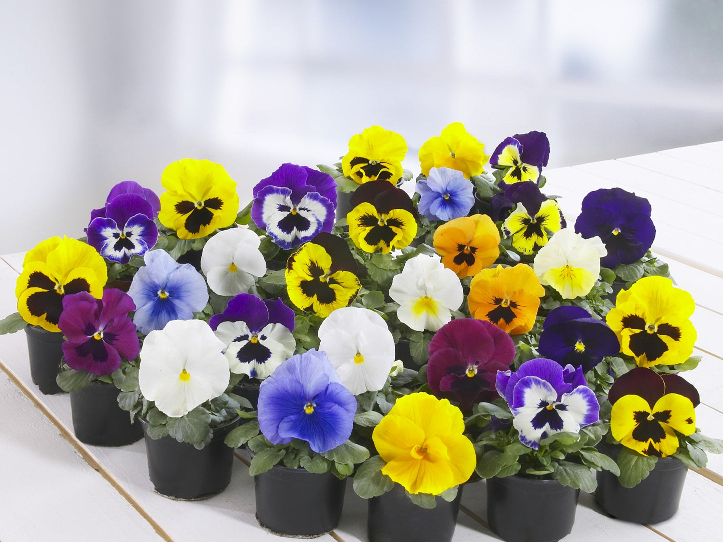 Viola wittrockiana Carnival Early Mix