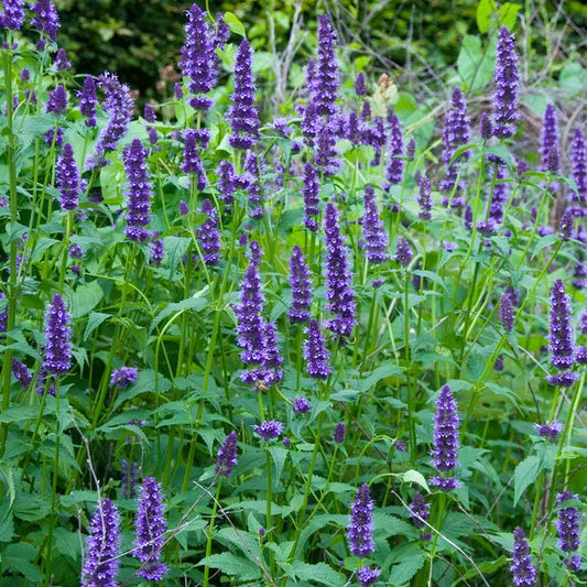 Agastache 'Little Adder'