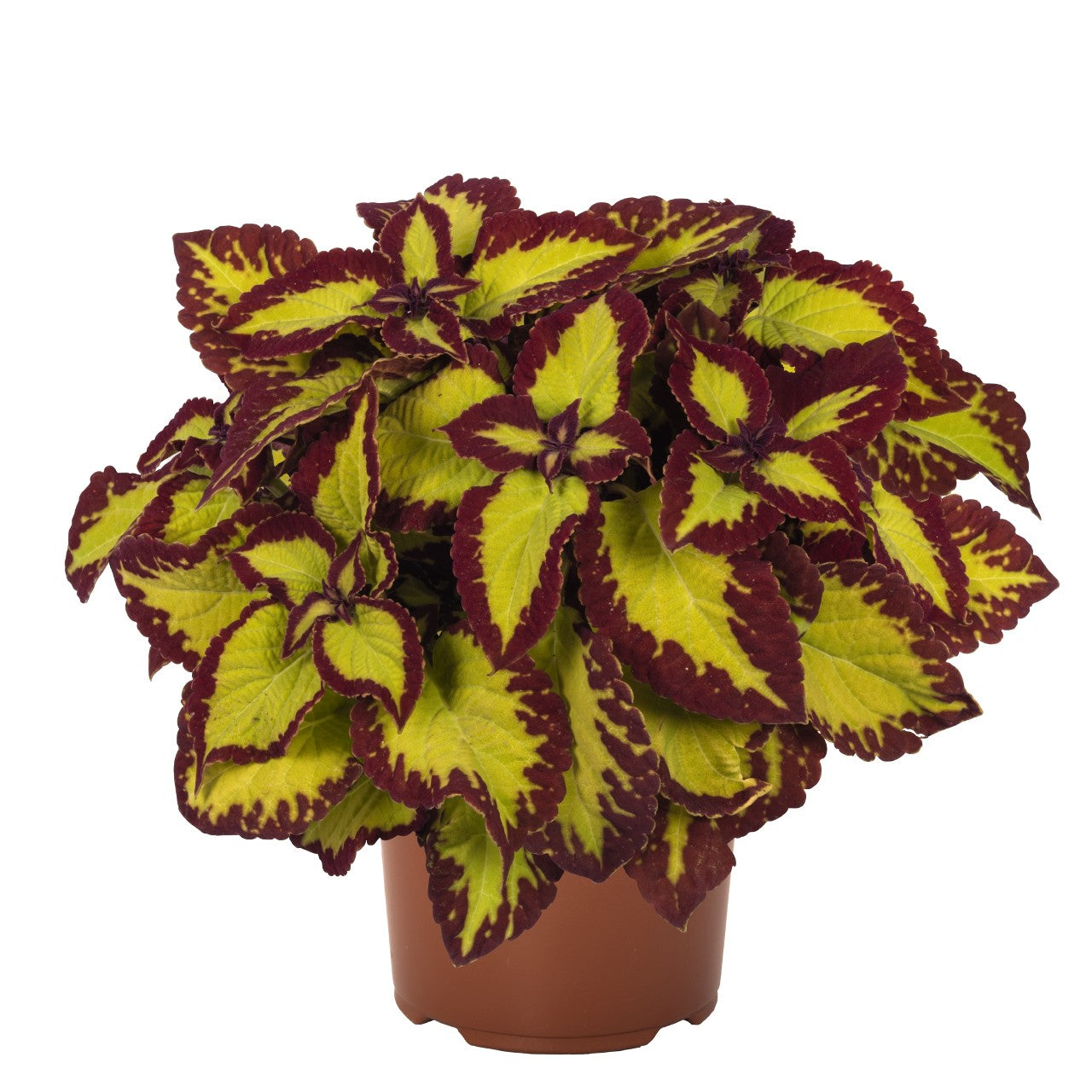 Coleus blumei vitraažitöökoda samet