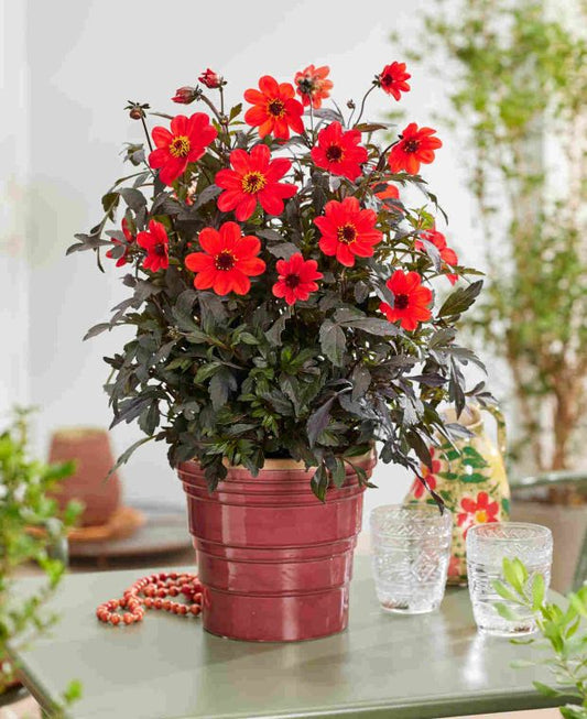 Dahlia hortensis Mystic Enchantment