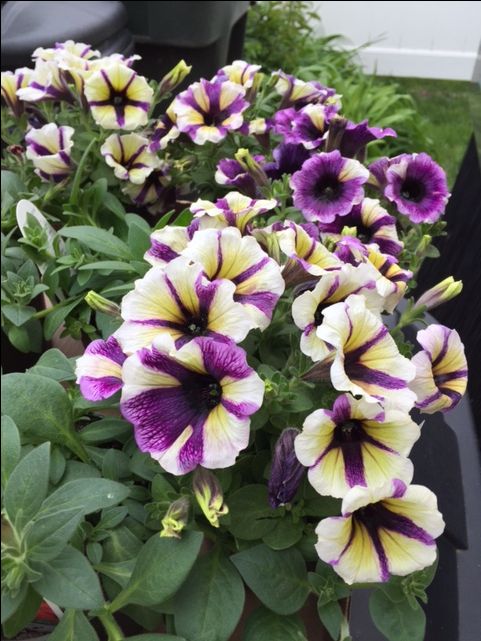 Petunia atkinsiana Peppy Blueberry Muffin