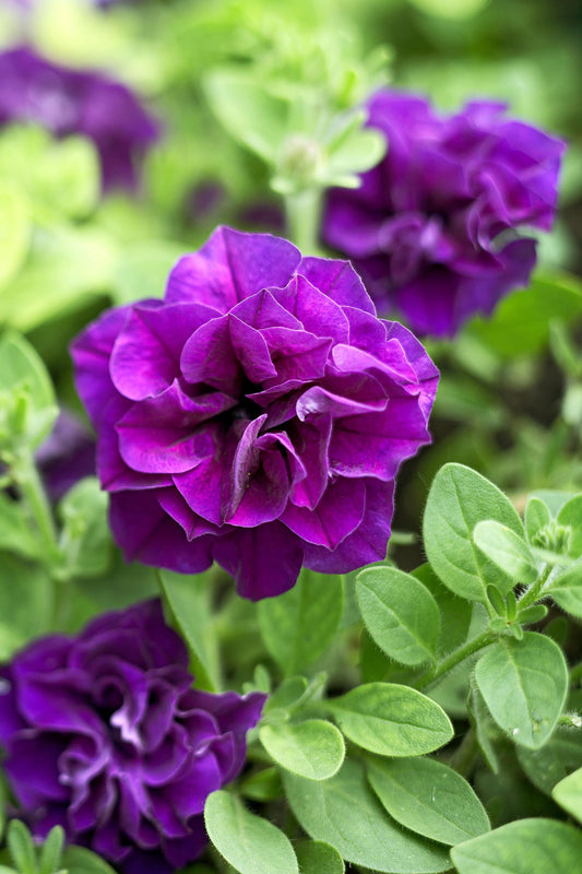 Petunia atkinsiana Origami Marine