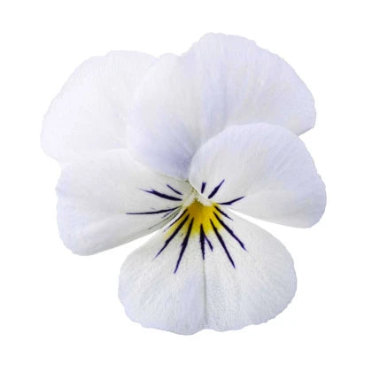 Viola cornuta Twix Snow