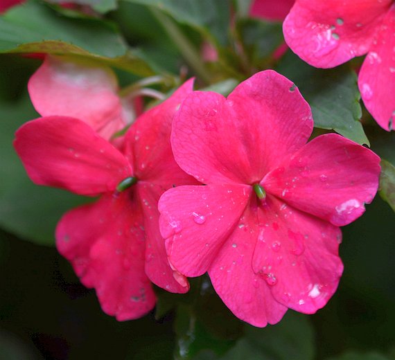 Impatiens walleriana Vitara Rose