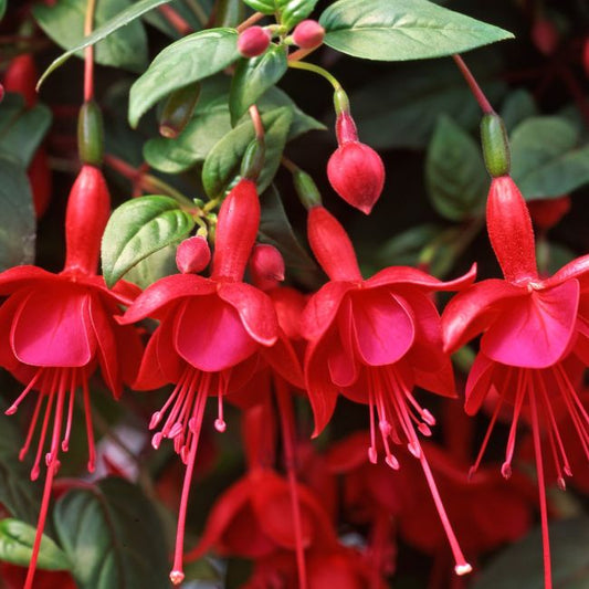 Fuchsia hybrida Marinka (nokarena)