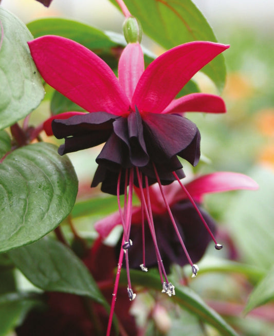 Fuchsia hybrida Blacky (nokarena)