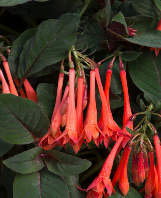 Fuchsia hybrida Koralle (stāva)