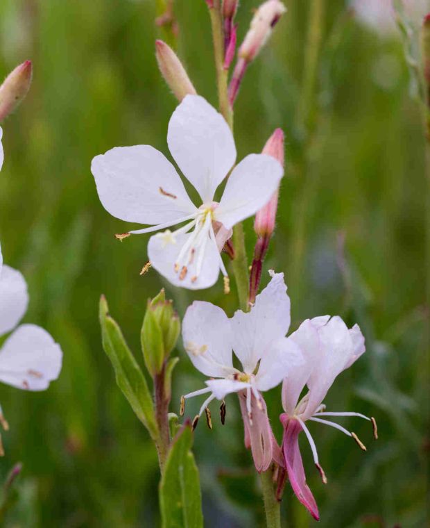 Gaura lindheimeri Gambit White