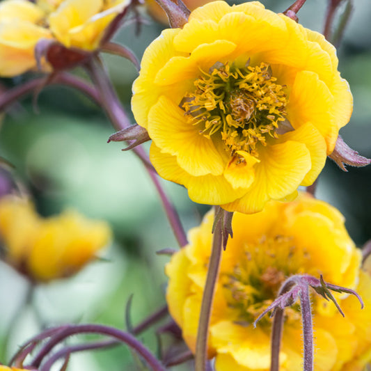 Mesilane 'Golden Joy'