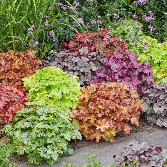 Heuchera segu 