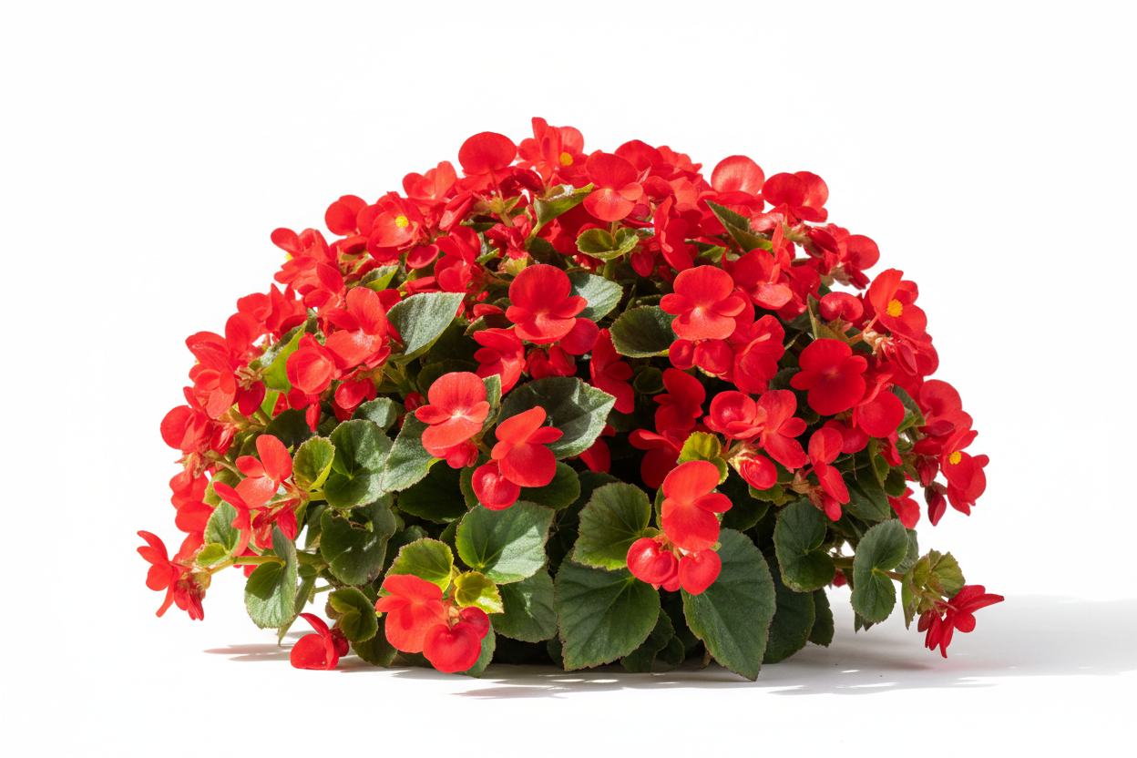 https://audzet.lv/products/begonia-semperflorens-brasil-scarlet