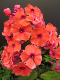 Floks 'Adessa Orange' 
