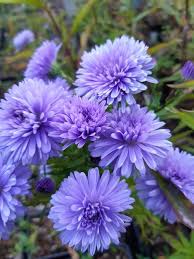 Talveroheline Uus-Belgia 'Almira Double Blue'