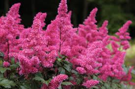 Astilbe 'Dusseldorf'