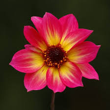 Dahlia hortensis Mystic Sparkler