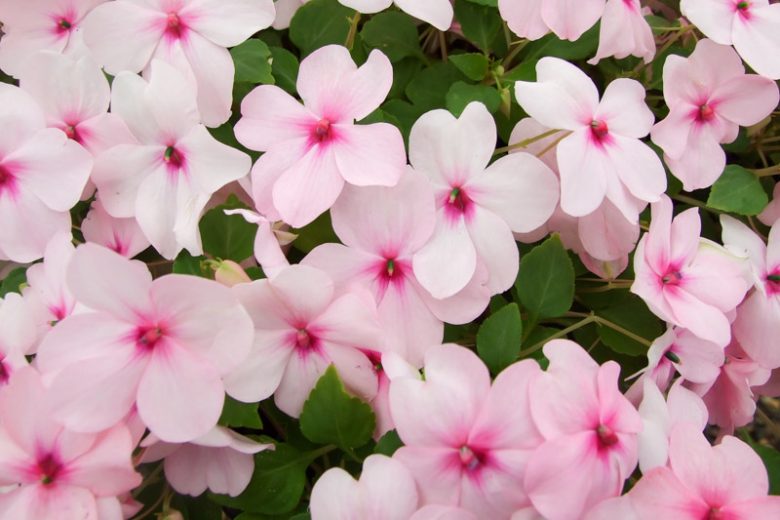 Impatiens walleriana Campos Rose Splash