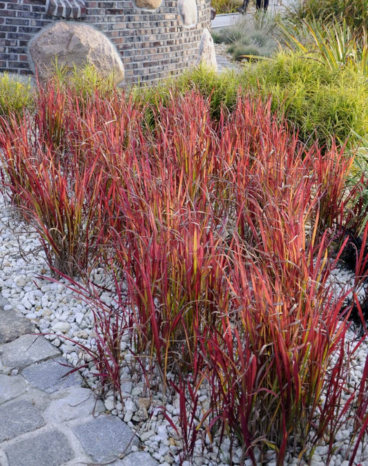 IMPERATA – Punane Parun