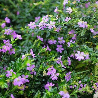 Cuphea hyssopifolia Myrto Pink