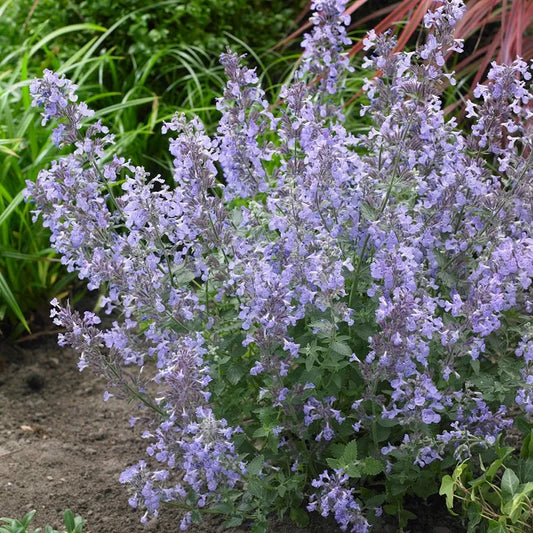 Nepeta faassenii 'Junior Walker'