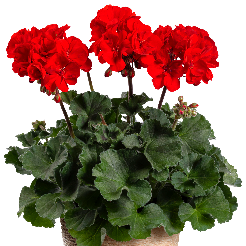 Pelargonium zonale Samara