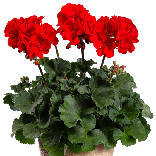 Pelargonium zonale Samara