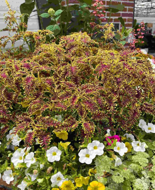 Plectranthus scuttelarioides Skeletal