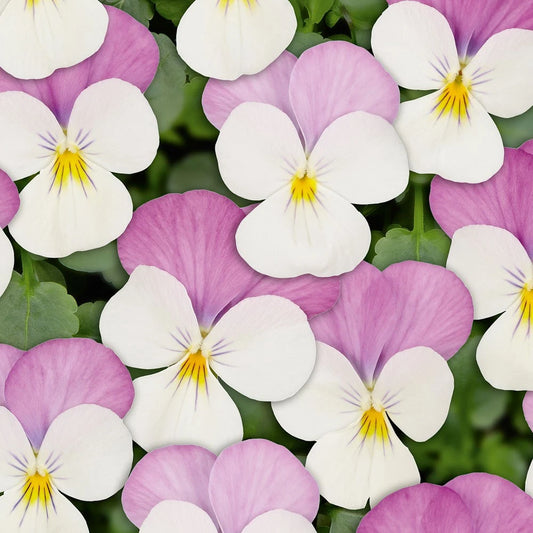 Viola cornuta Twix White Pink Wing