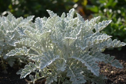 Senecio bicolor Silverdust