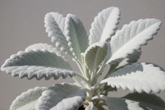 Senecio candidans Angel Wings