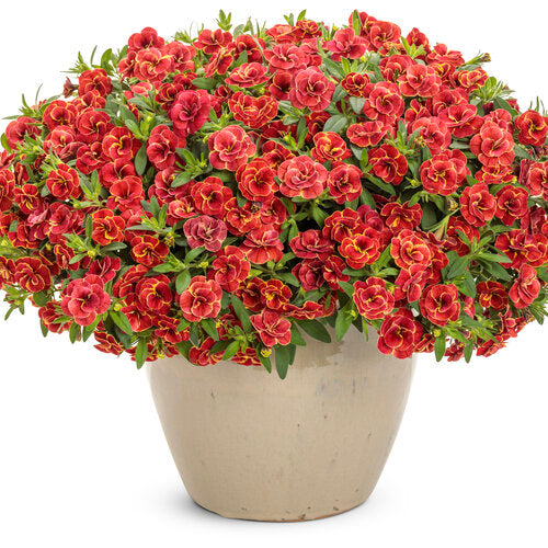 Calibrachoa hybrida Superbells Double Redstone