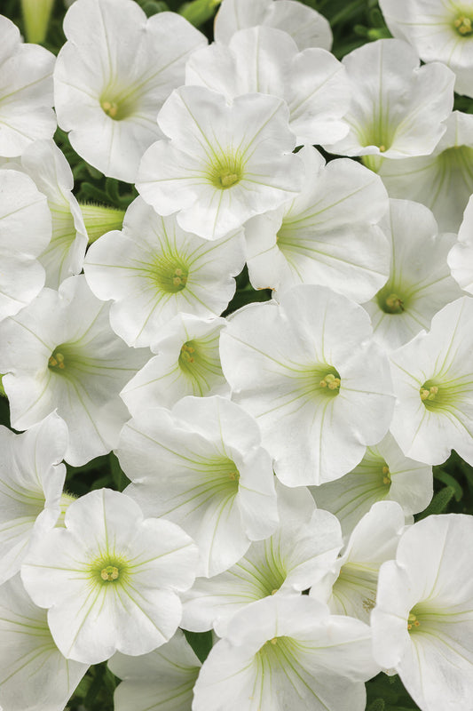 Petunia atkinsiana Mini Vista White