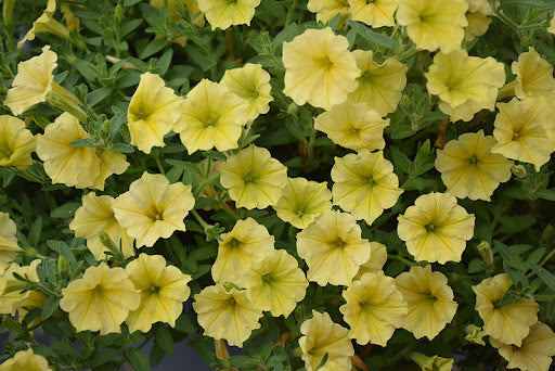 Petunia atkinsiana Mini Vista Yellow