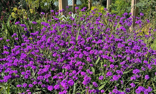 Verbena rigida Venosa