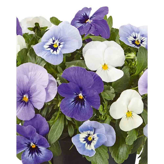 Viola cornuta Twix Ocean Mix