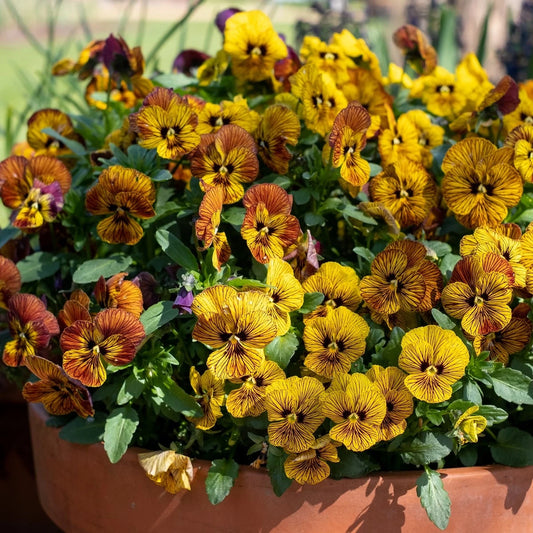 Viola cornuta Twix Special Tiger Eye