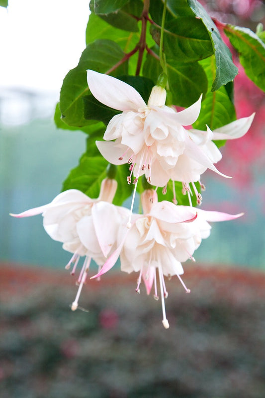 Fuchsia hybrida White King (nokarena)